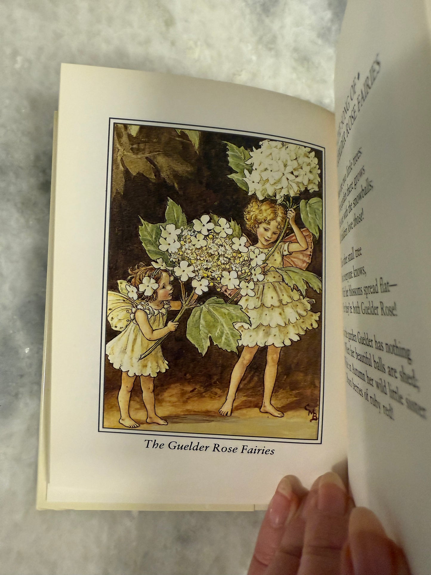 Collectible- Flower Fairies of The Trees by Cicely Mary Barker (1990)